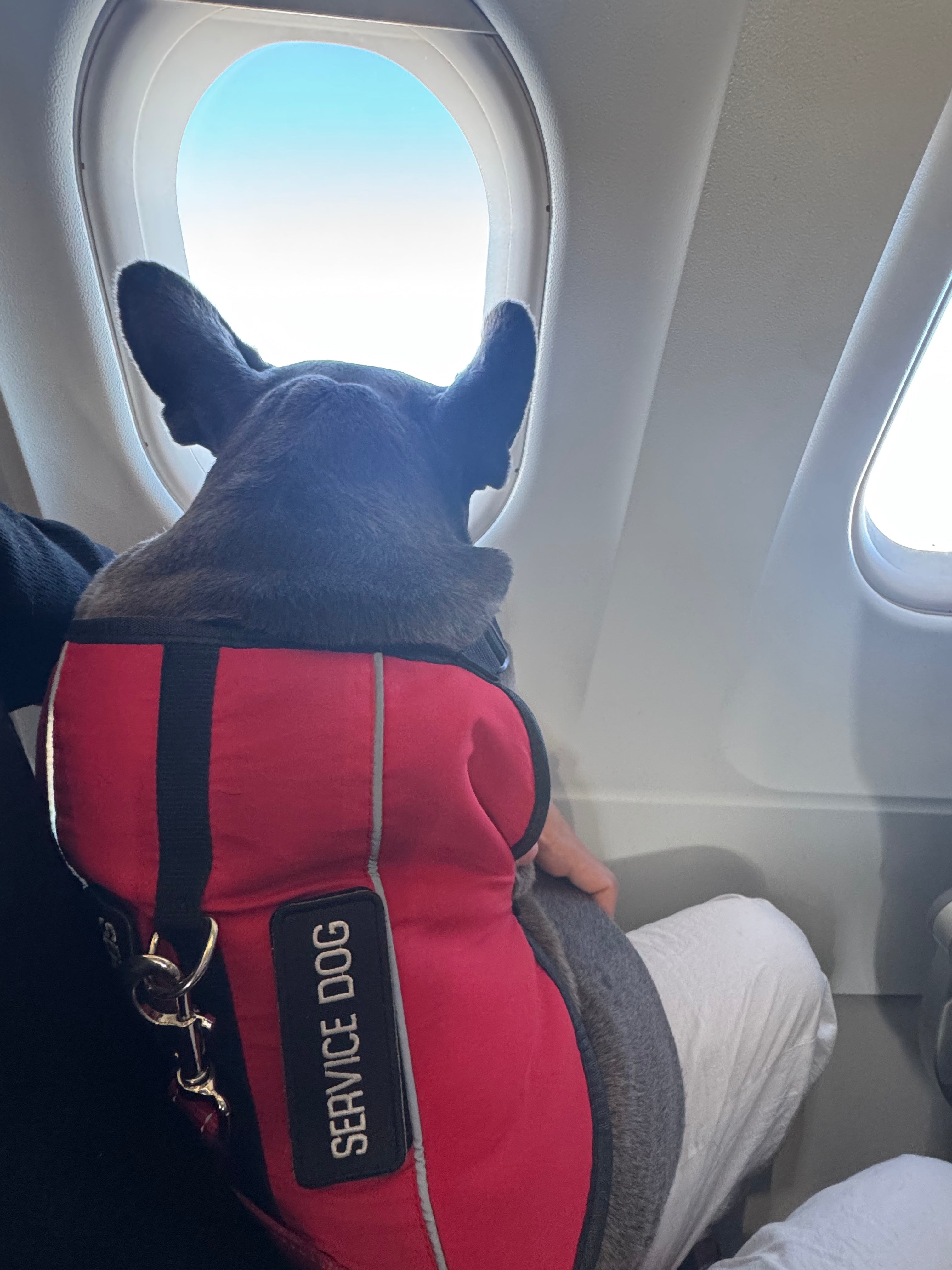 Service Animal Consultation